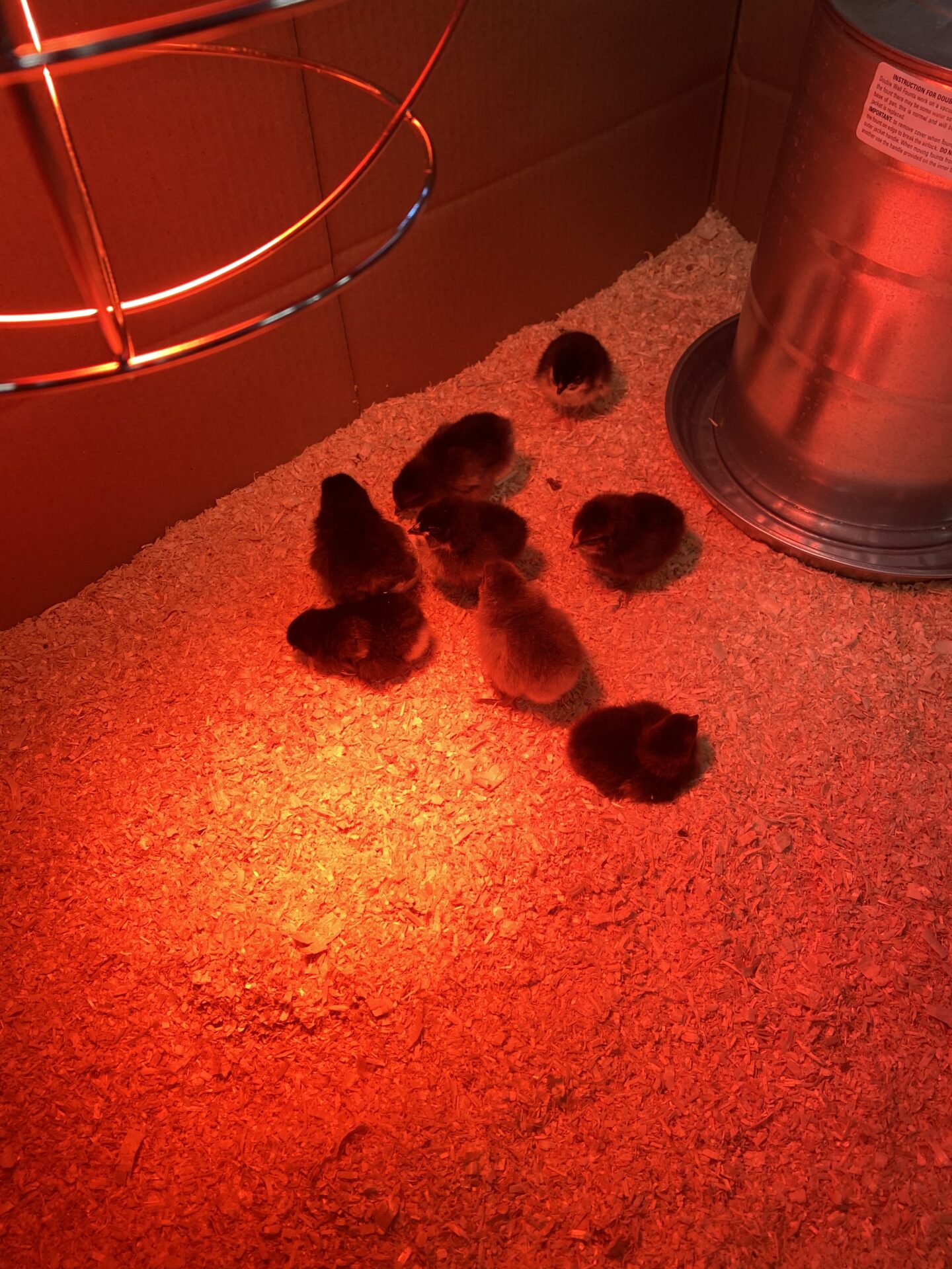 Chickens and Sourdough